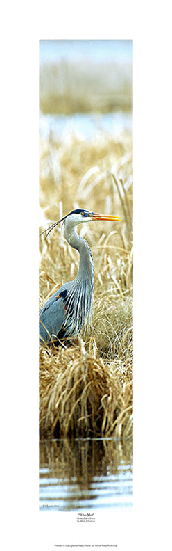 "Who Me?" Unique Great Blue Heron Picture - Print