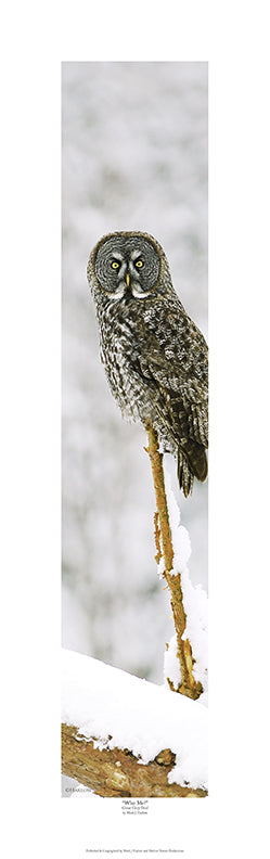 "Who Me?" Unique Great Grey Owl Picture In Snow Picture - Print