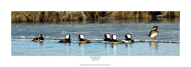 "Who's She Pickin?" Unique Hooded Merganser Picture - Print
