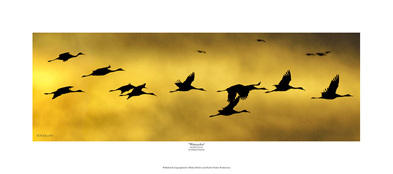 "Watercolor" Sandhill Cranes Picture In Flight Print