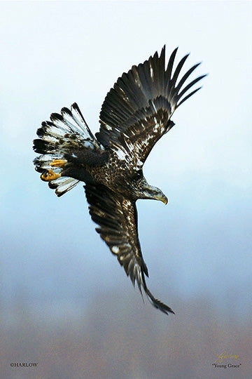 "Young Grace" beautiful juvenile eagle picture - Gallery Metal print