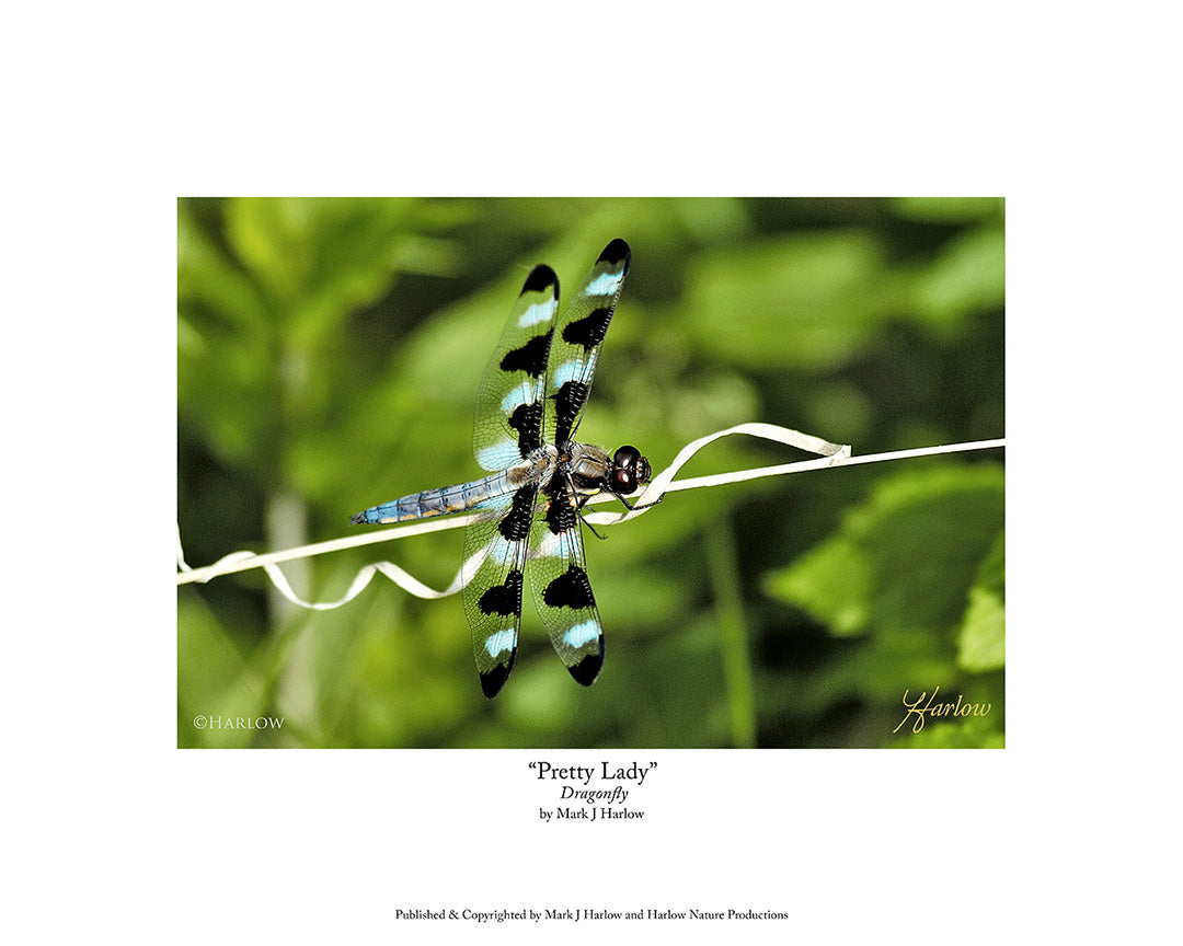 "Pretty Lady" 12-Spot Dragonfly Picture - Print