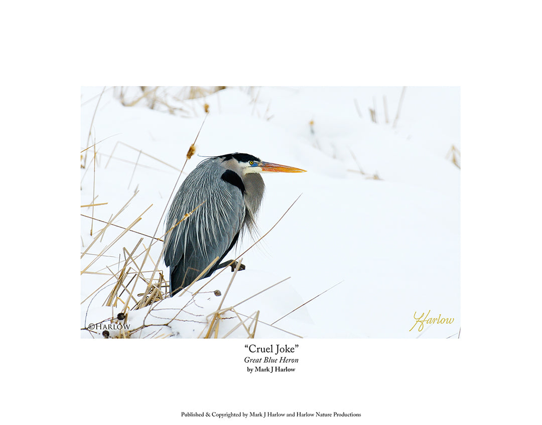 "Cruel Joke" Unique Great Blue Heron Picture - Print