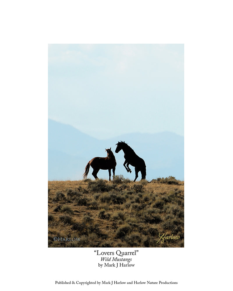 "Lovers Quarrel" Unique Wild Mustangs Picture Wild Horses Photo