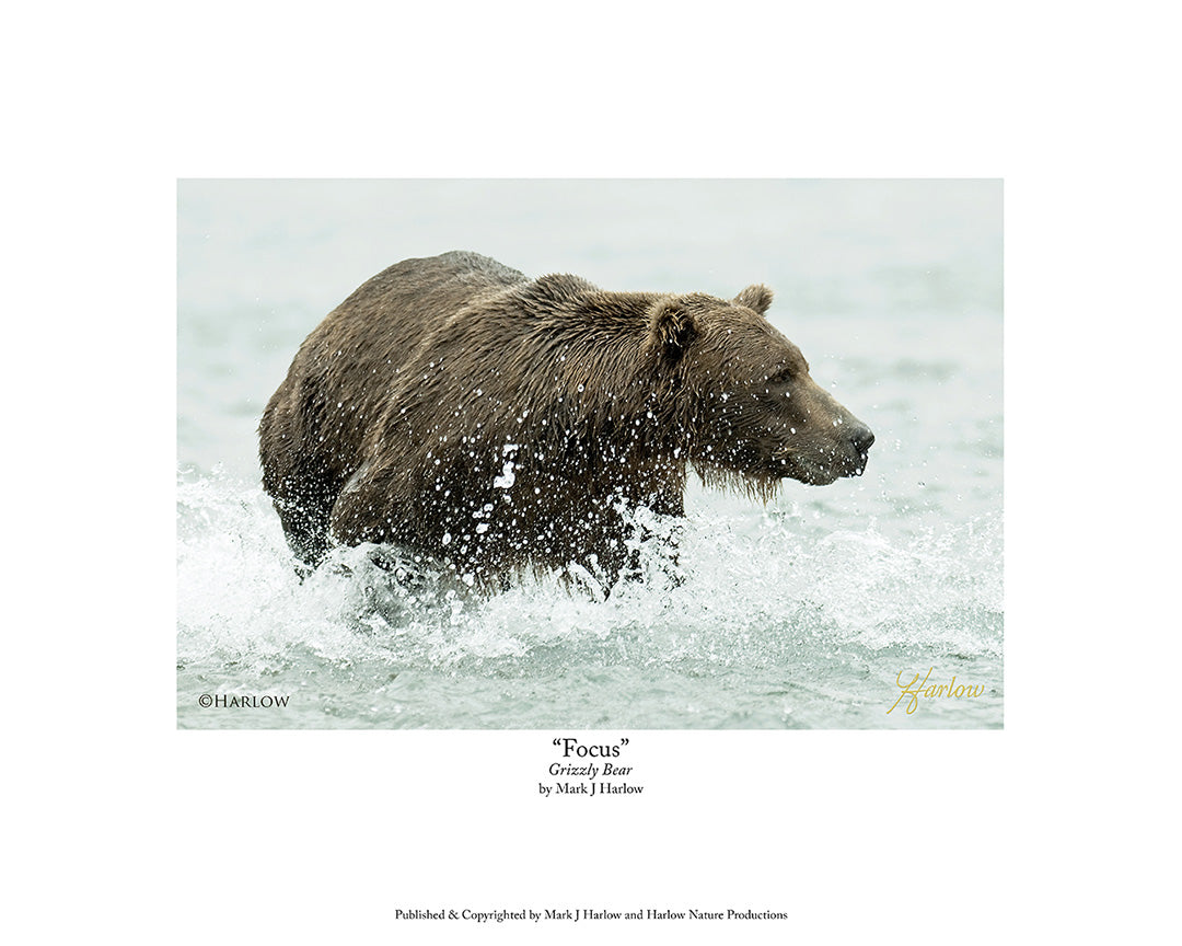 "Focus" Famous Grizzly Bear Picture Alaska - Print
