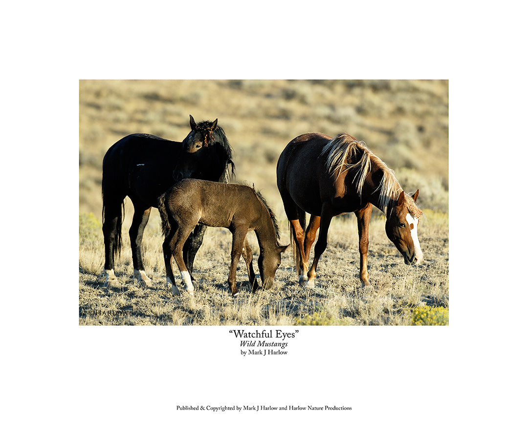 "Watchful Eyes" Wild Mustang Family Picture - Print
