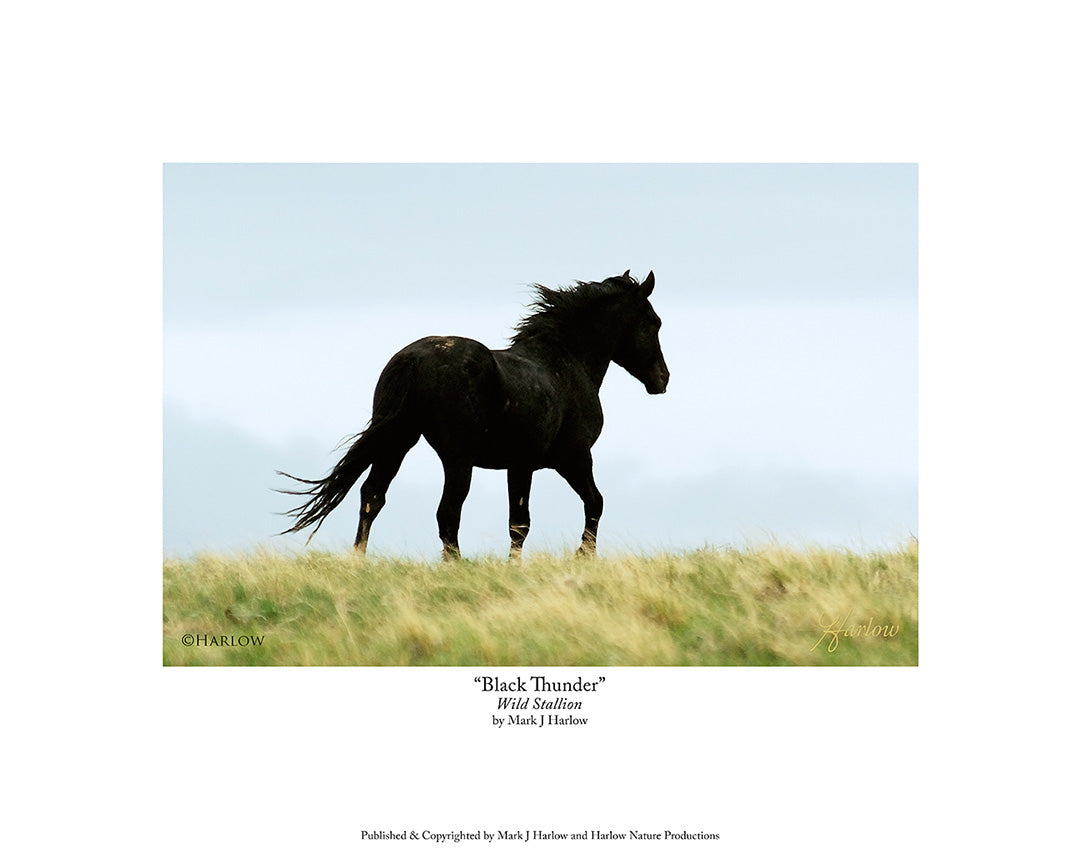 "Black Thunder" Amazing Wild Mustang Stallion Picture - Print