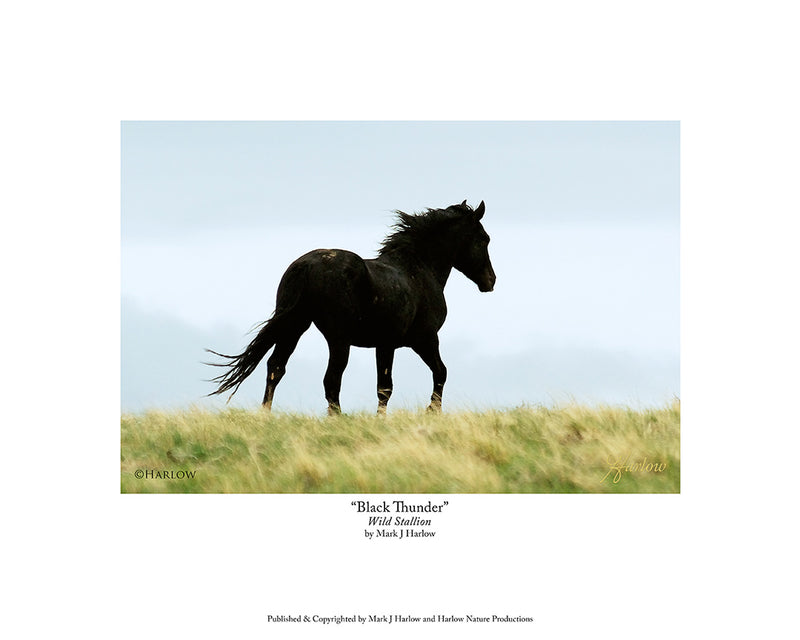 "Black Thunder" Amazing Wild Mustang Stallion Picture