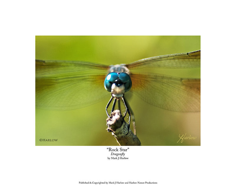"Rock Star" Unique Dragonfly Picture