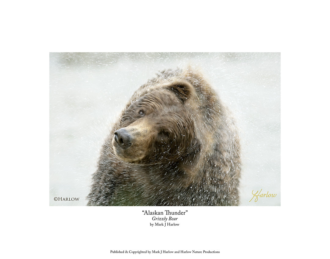 "Alaskan Thunder" Unique Grizzly Bear Picture - Print