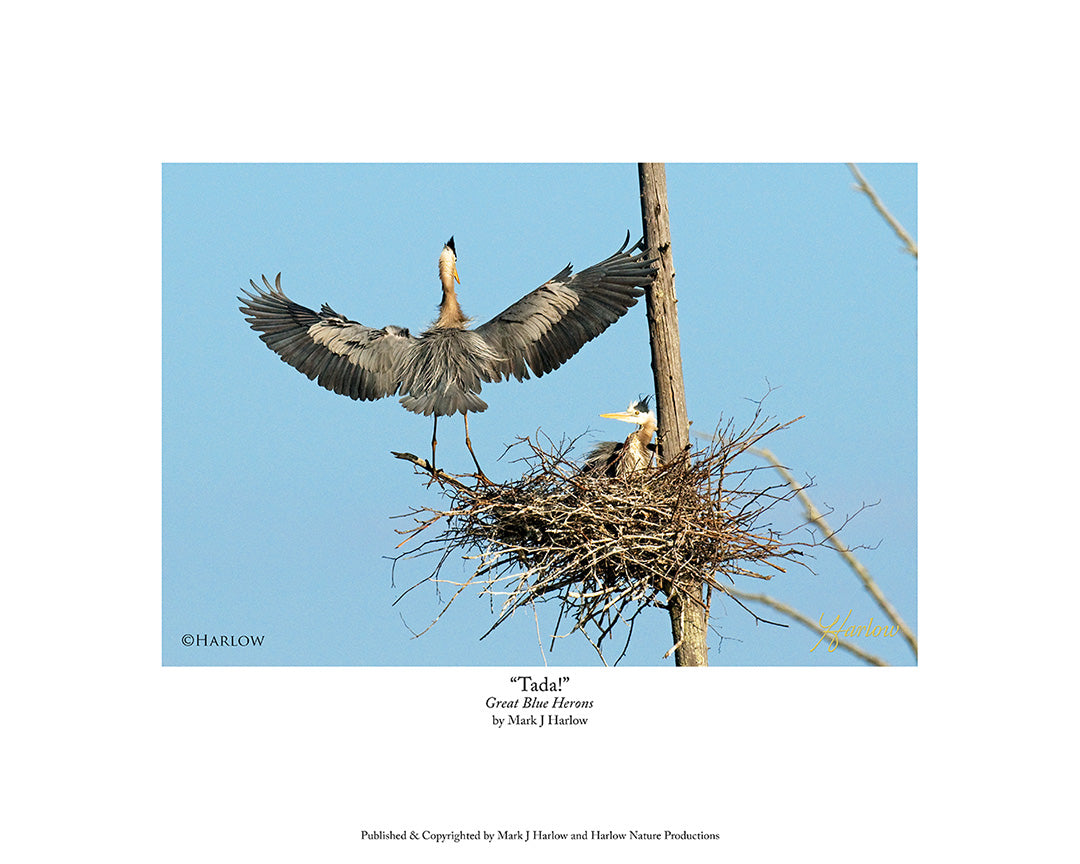 "Tada!" Great Blue Herons In Nest Picture - Print