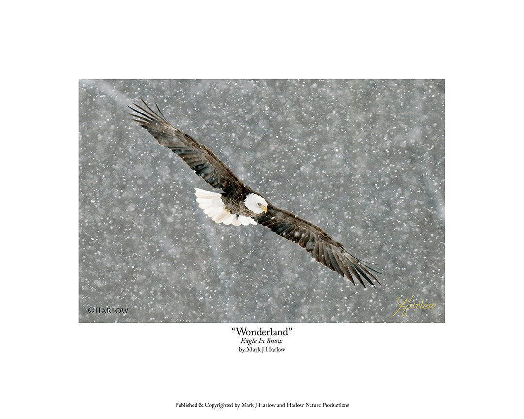 "Winter Wonderland" Unique Bald Eagle Picture - Print