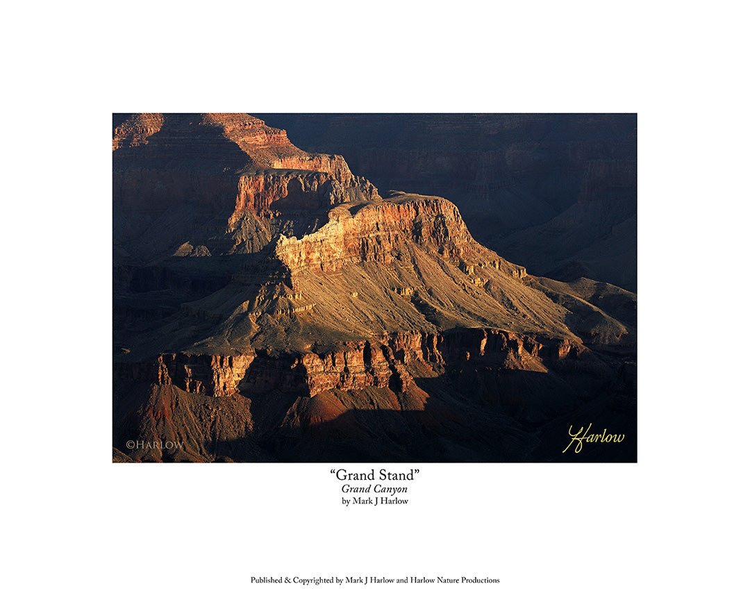 "Grand Stand" Unique Grand Canyon Picture - Print