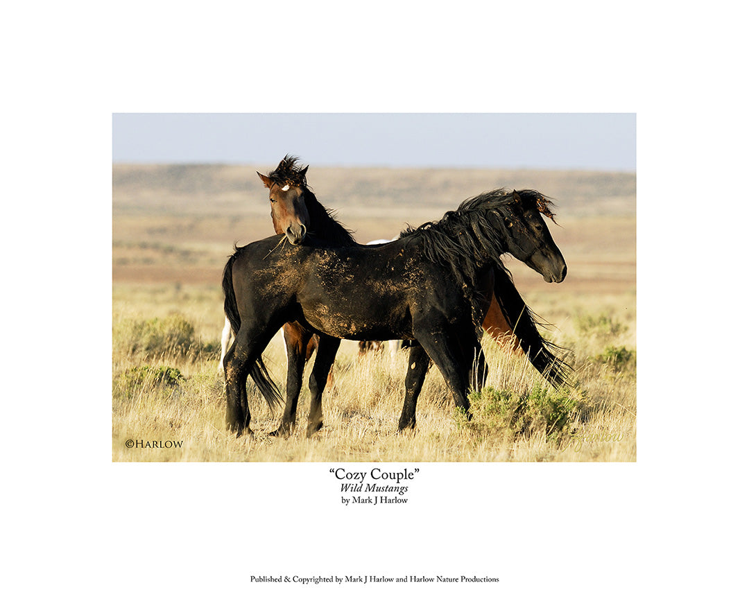 "Cozy Couple" Wild Mustangs Picture - Print