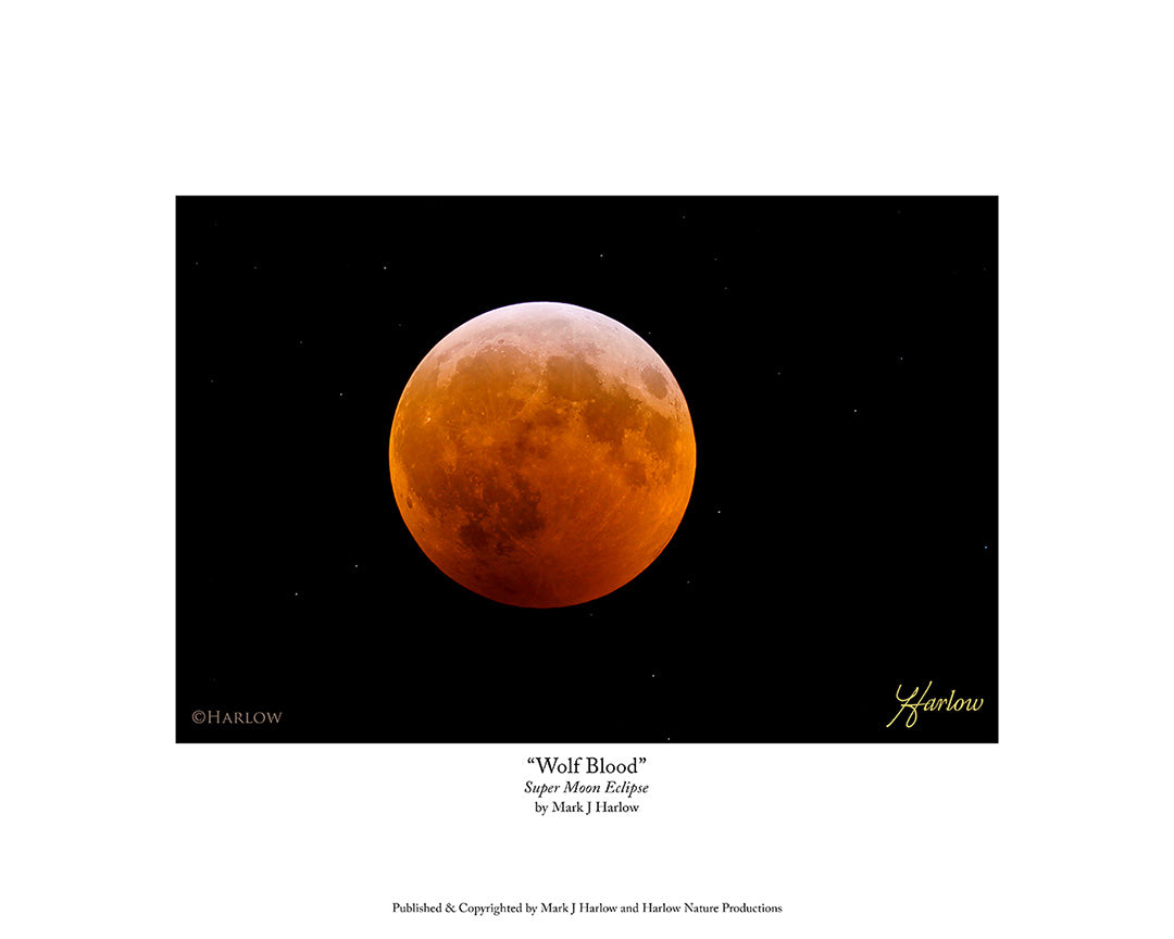 "Wolf Blood" Super Moon Picture Lunar Eclipse - Print