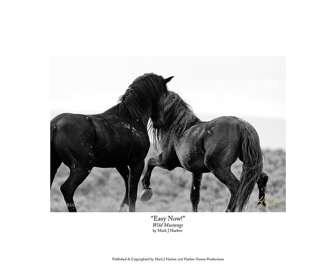 "Easy Now!" Award Winning Wild Mustangs B&W Print