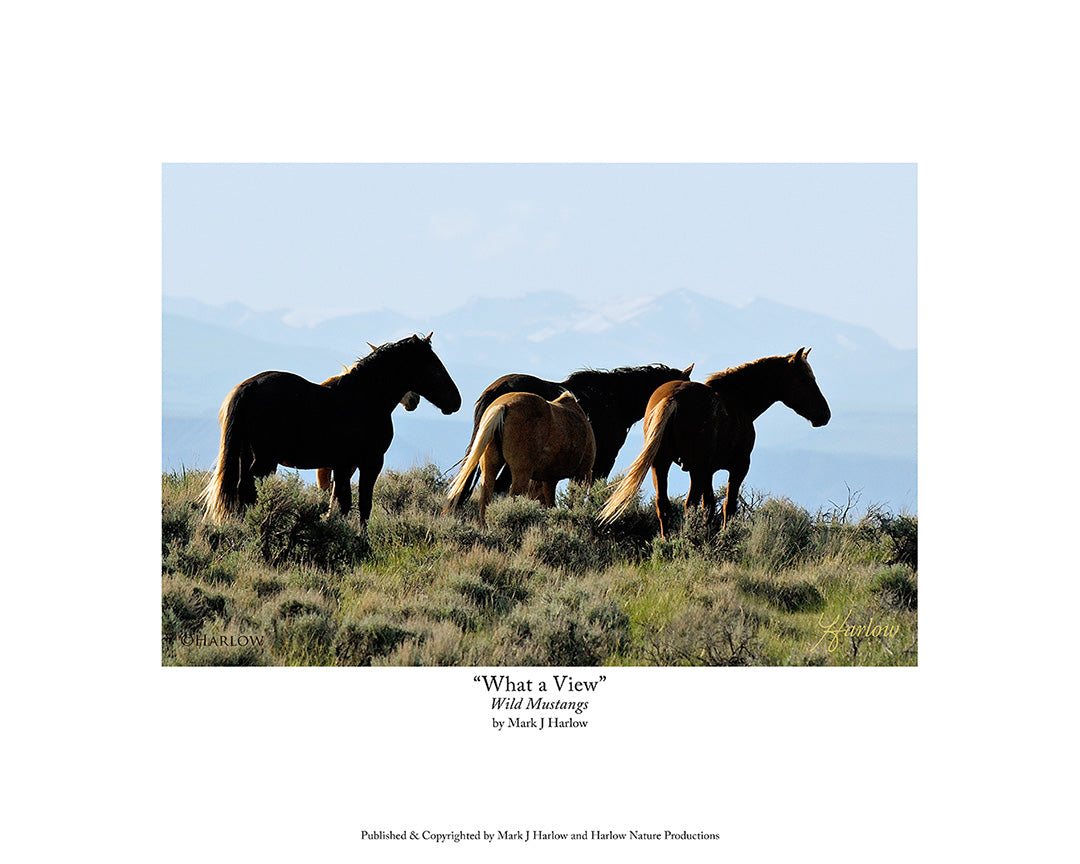 "What A View" Scenic Wild Mustangs Picture Wild Horses - Print
