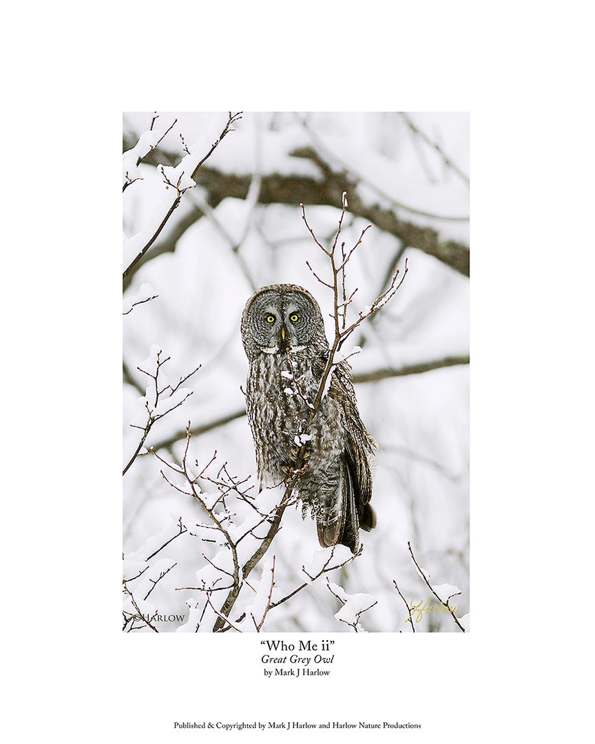 "Who Me?" ii Great Grey Owl Picture - Print