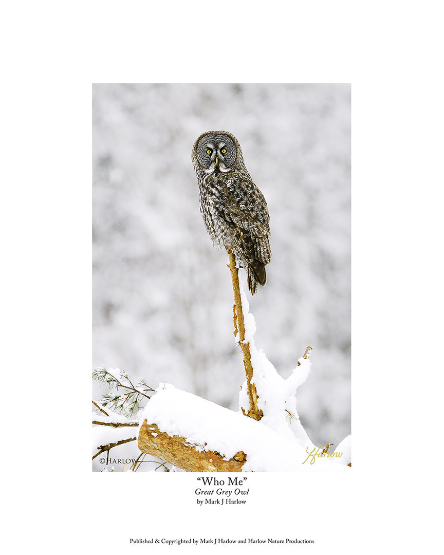 "Who Me?" Great Grey Owl Picture - Print