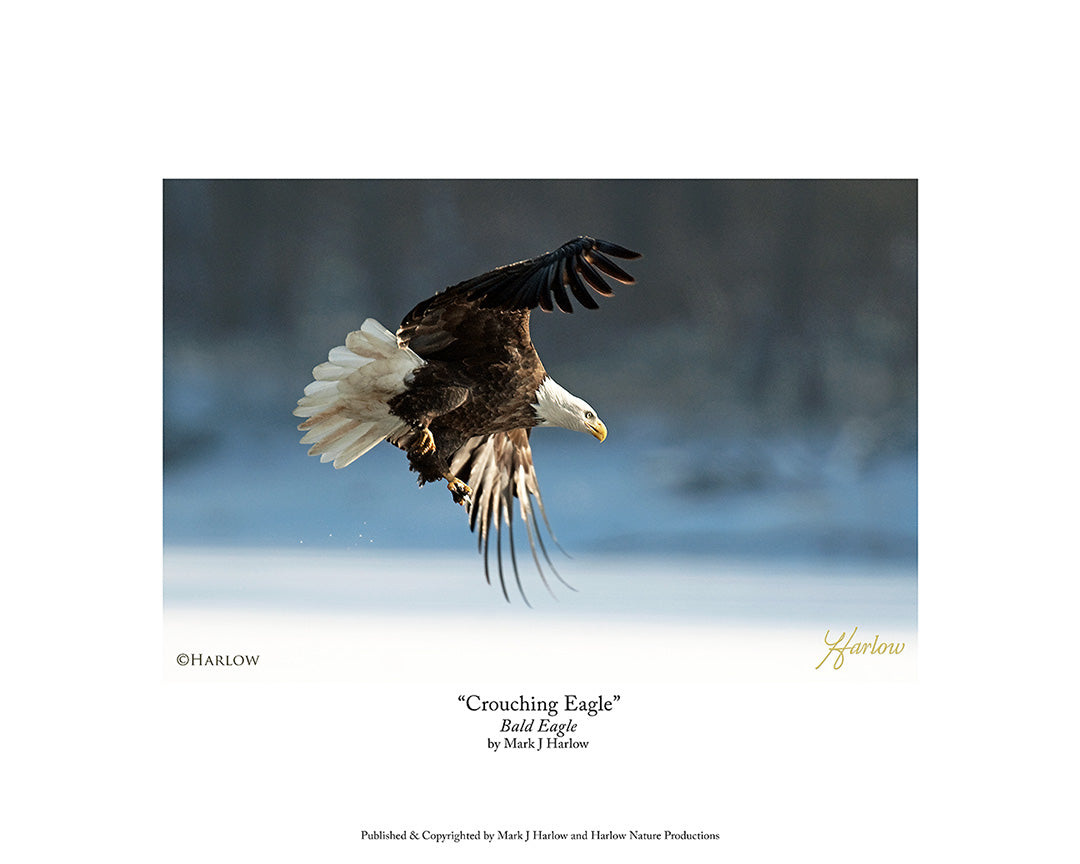 "Crouching Eagle" Unique Bald Eagle Picture - Print