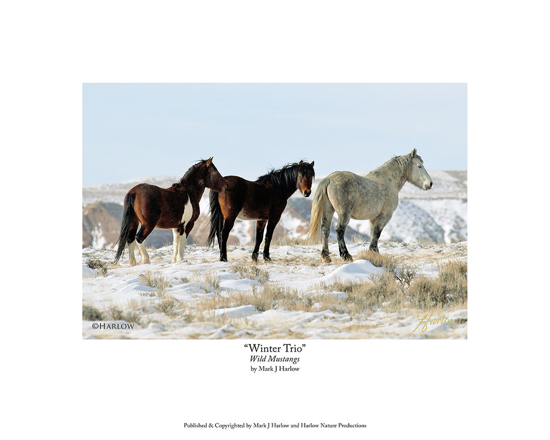 "Winter Trio" Wild Mustangs Picture Winter Wild Horses - Print