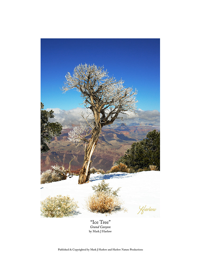 "Ice Tree" Famous Grand Canyon Picture - Print