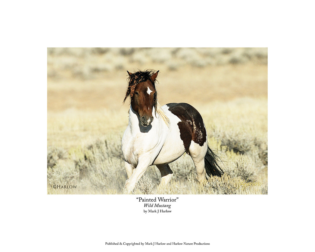"Painted Warrior" Wild Stallion Mustang Action Picture - Print
