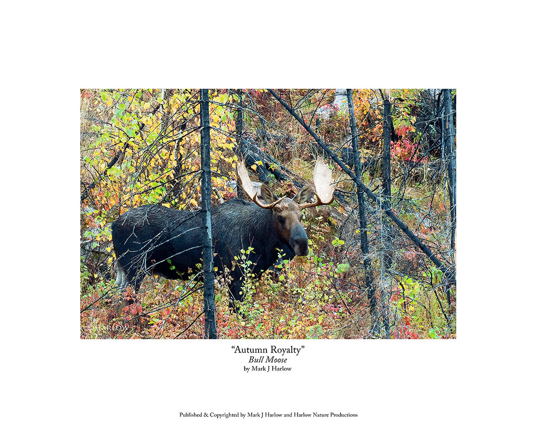 "Minnesota Royalty" Bull Moose Picture Gunflint Trail Region - Print