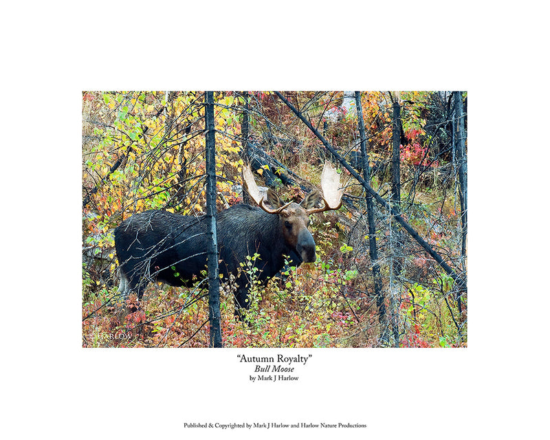 "Autumn Royalty" Bull Moose Picture