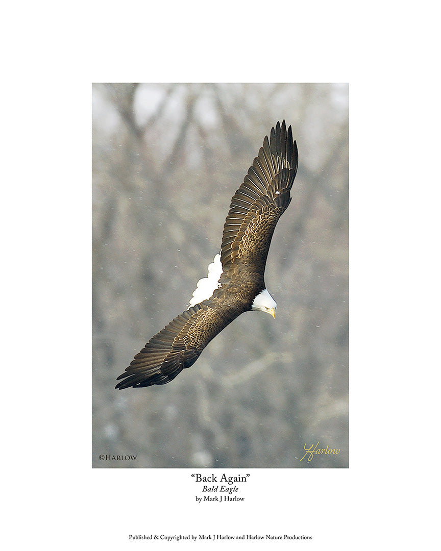 "Back Again" Unique Bald Eagle Picture - Print