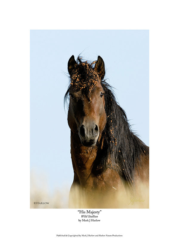 "His Majesty" Famous Wild Mustang Stallion Picture - Print