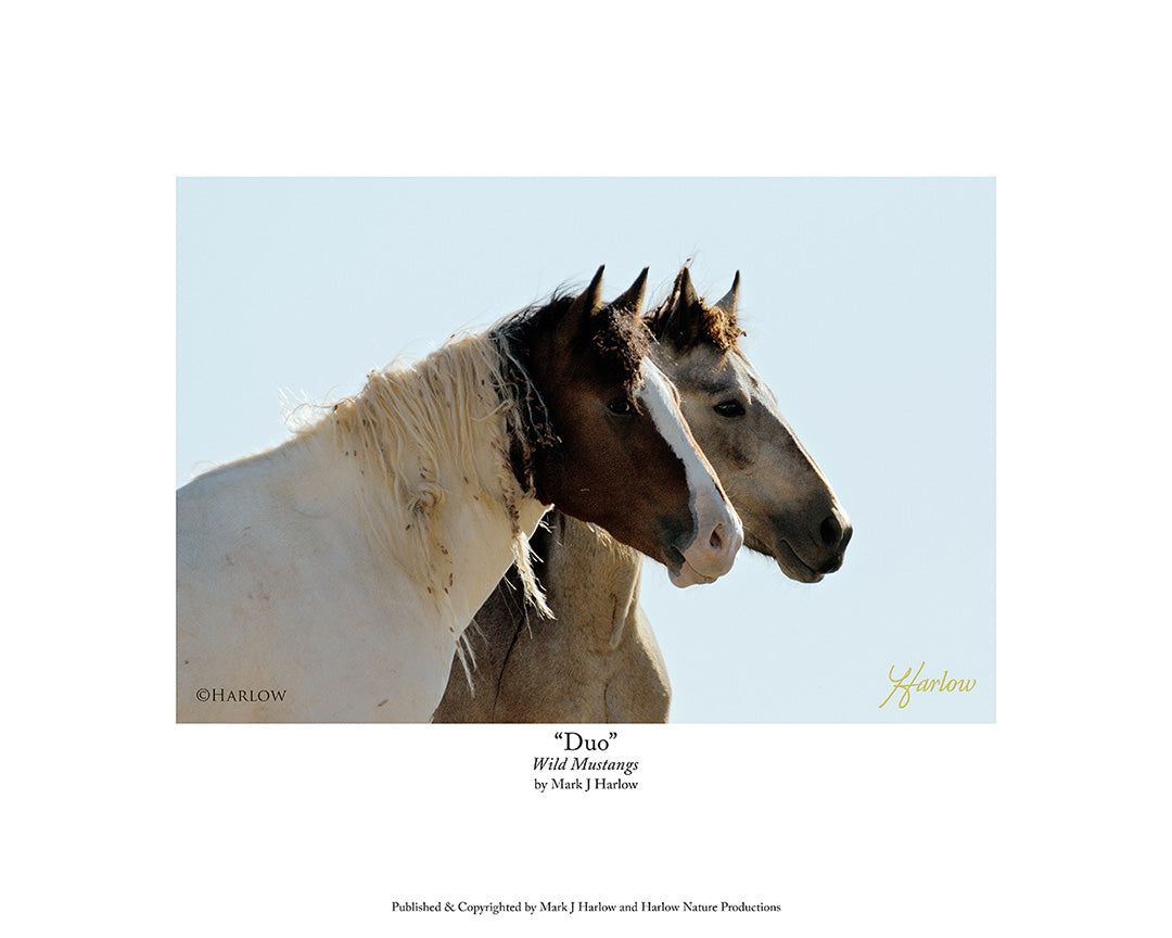 "Duo" Unique Wild Mustangs Picture - Print