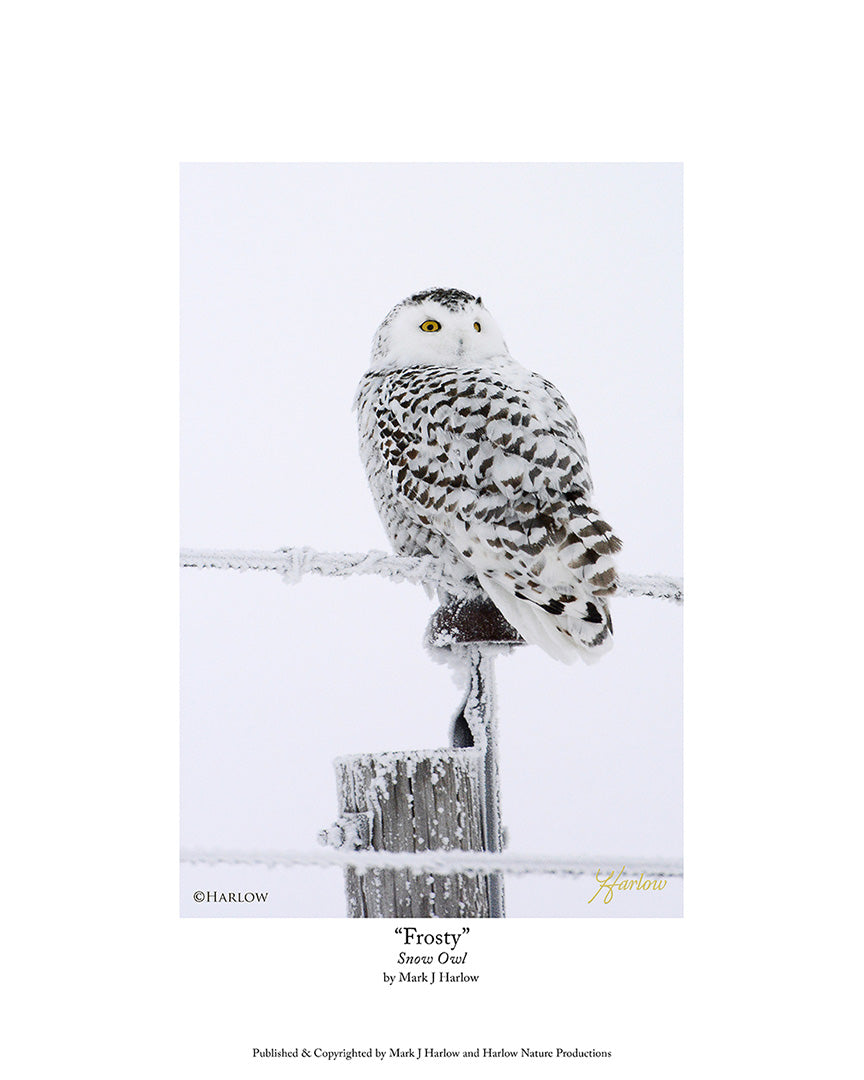 "Frosty" Snowy Owl Picture Unique - Print
