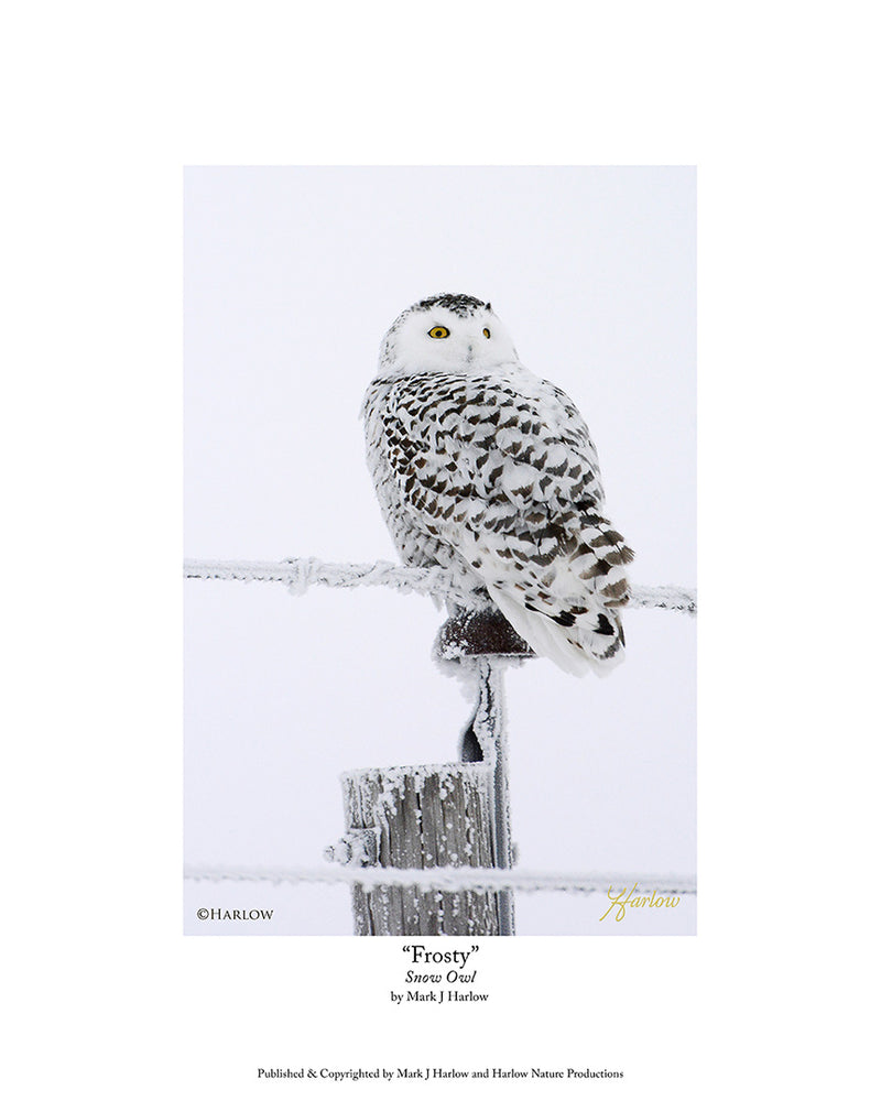 "Frosty" Snowy Owl Picture Unique