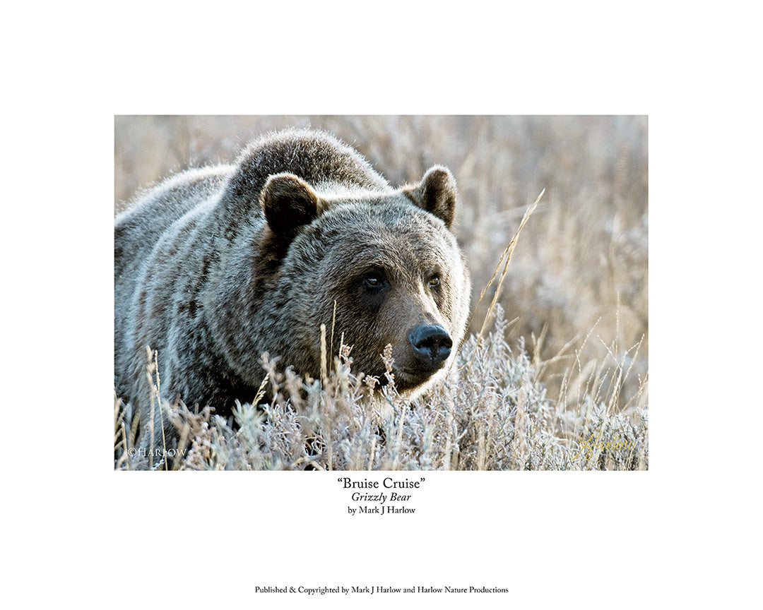 "Bruise Cruise" Yellowstone Grizzly Bear Picture - Print