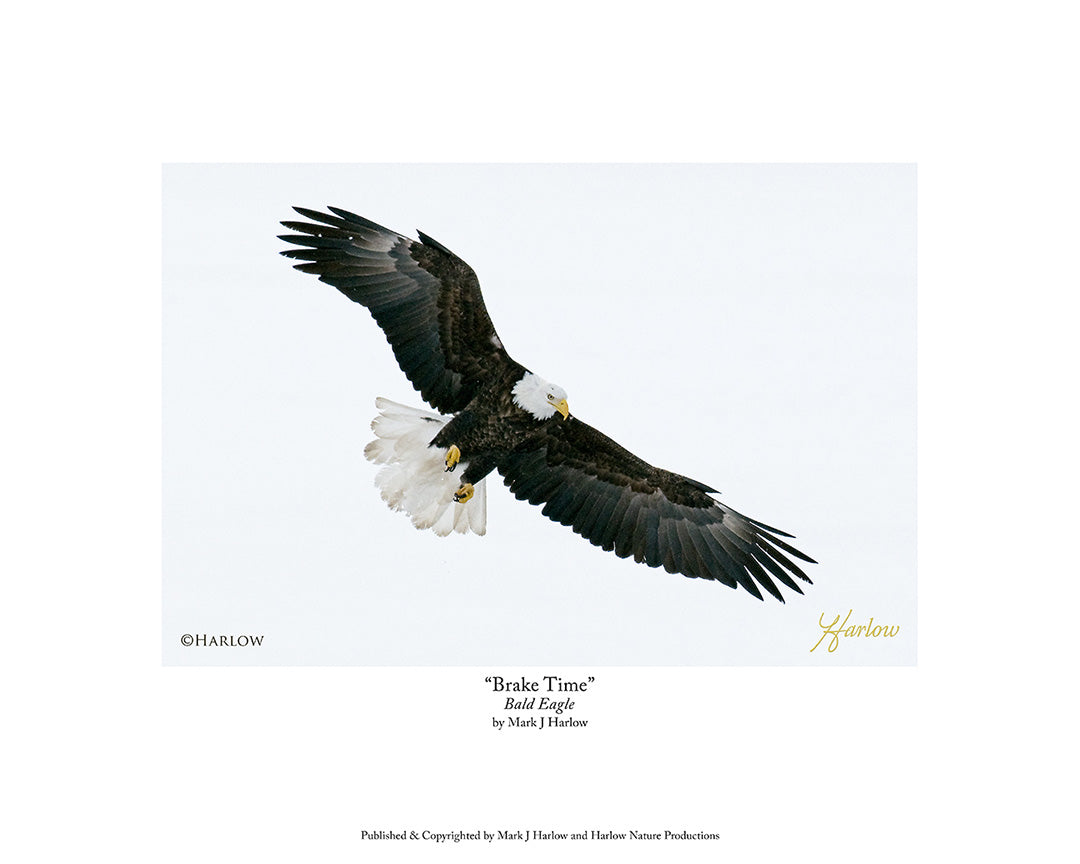 "Brake Time" Unique Eagle Picture Bald Eagle - Print