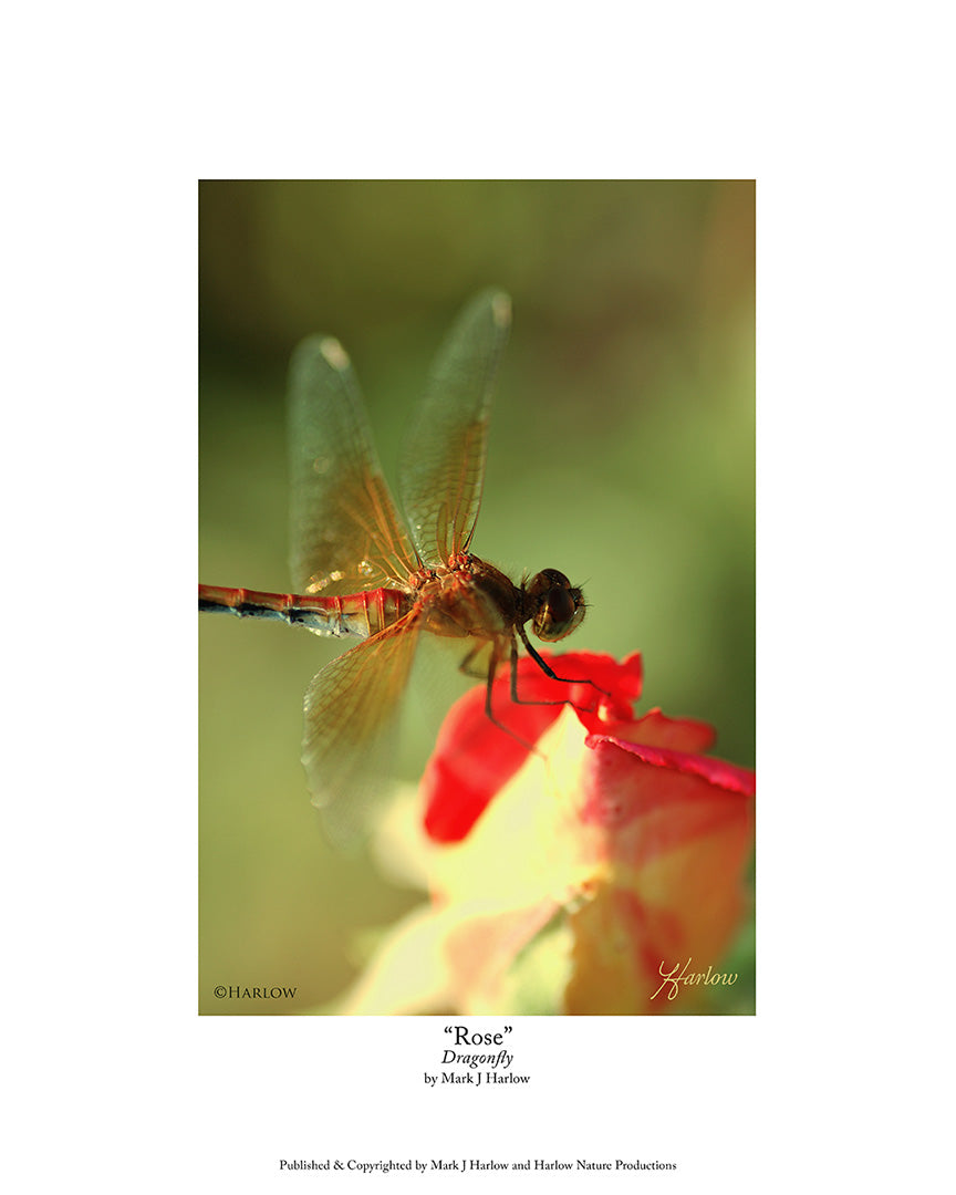 "Rose" Famous Dragonfly Picture - Print