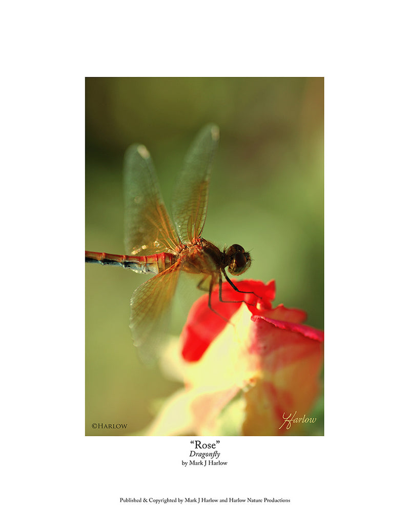 "Rose" Famous Dragonfly Picture