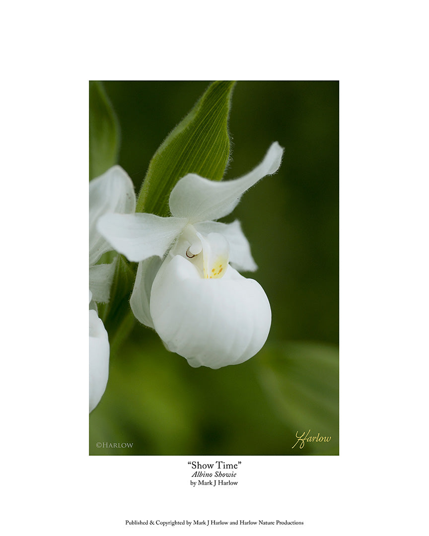 "Show Time" Rare Albino "Showie" Lady Slipper Picture