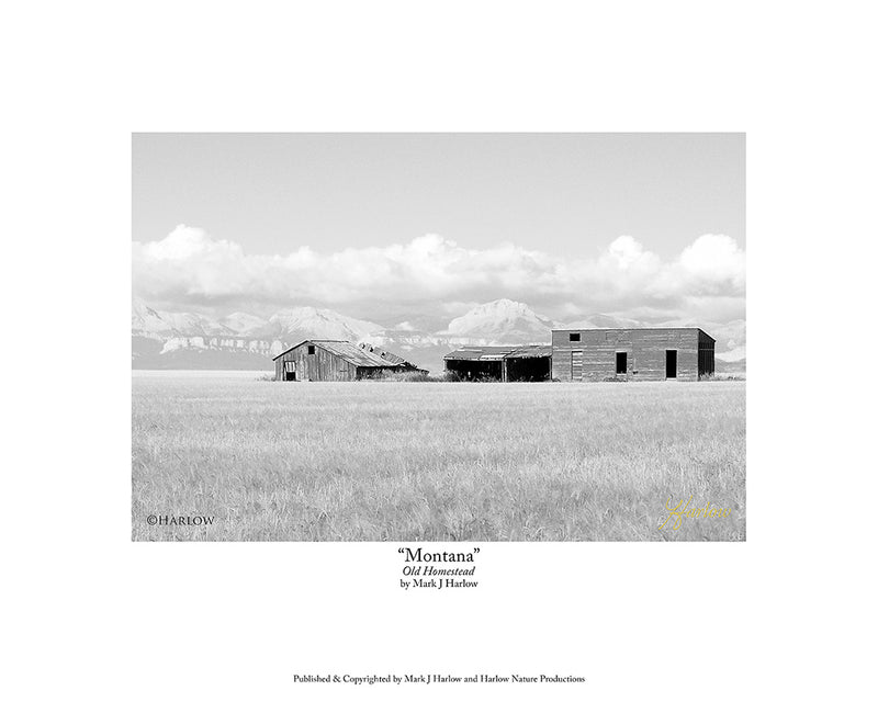 "Homestead Montana" B&W Print