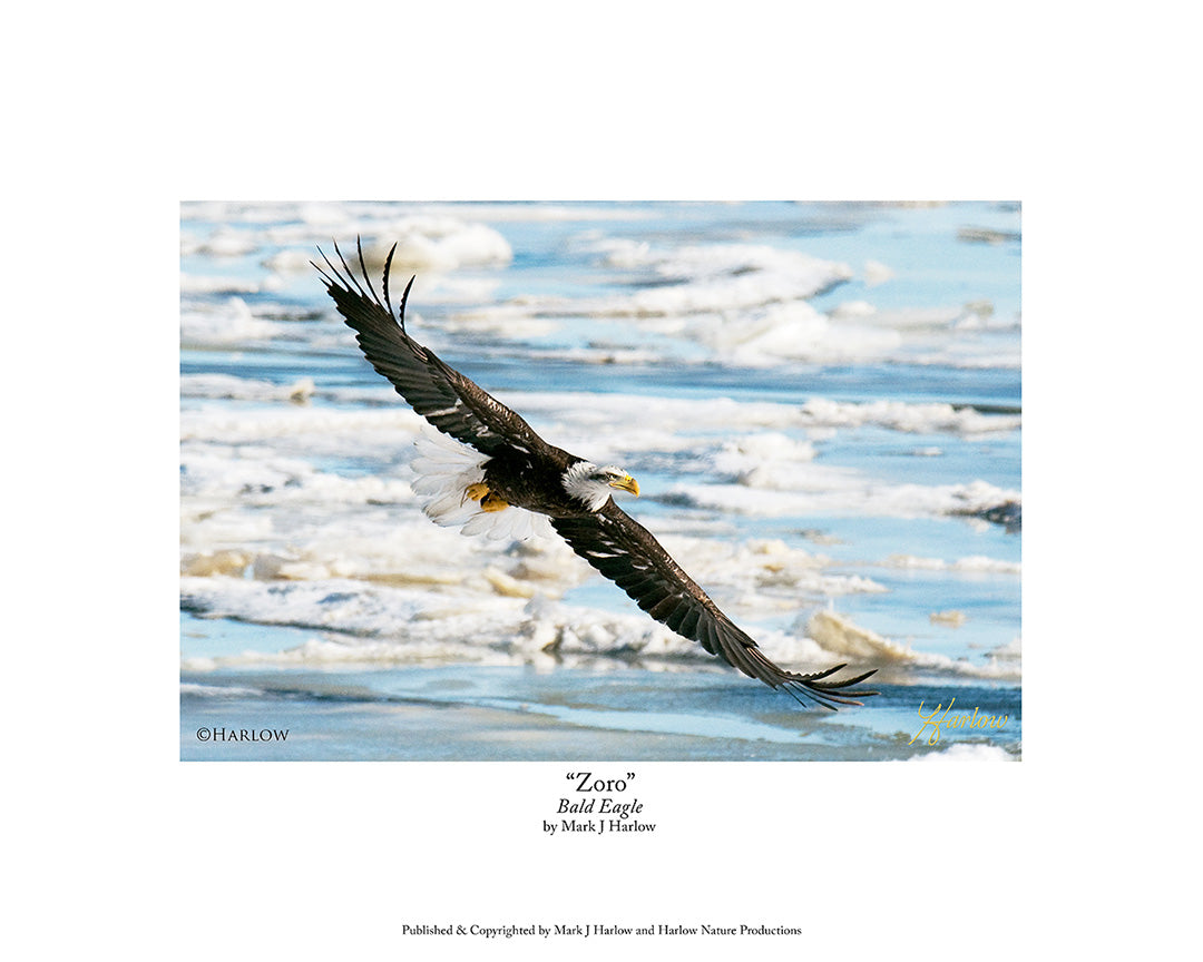"Zoro" Unique Bald Eagle Picture - Print