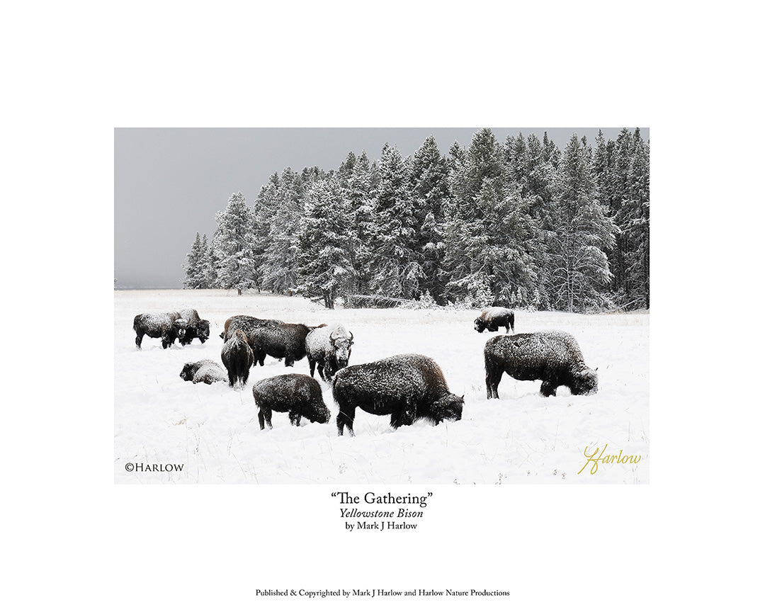 "The Gathering" Famous Yellowstone Buffalo Picture Bison - Print