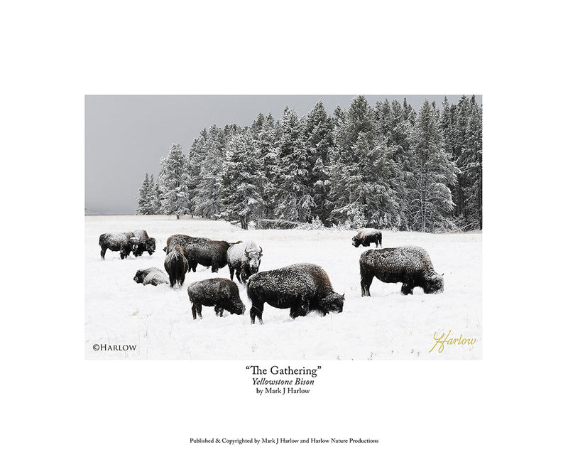 "The Gathering" Yellowstone Buffalo Picture Bison