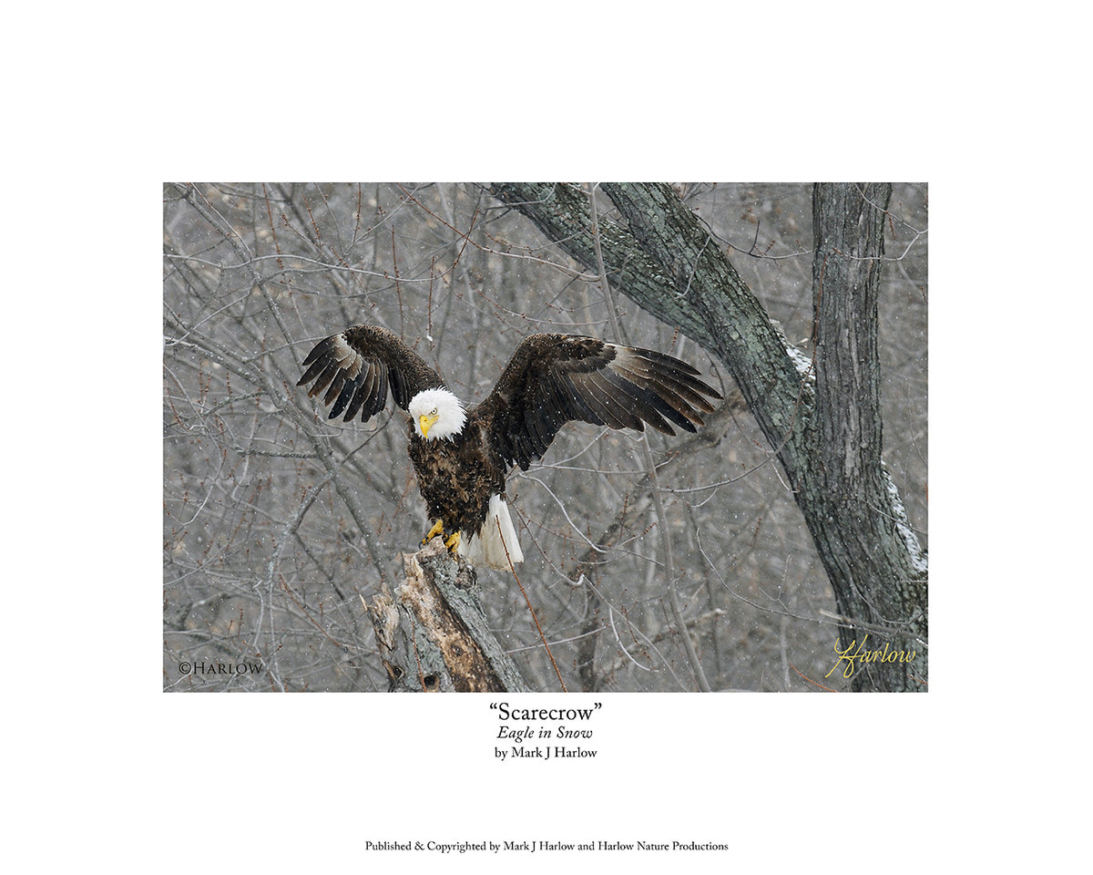 "Scarecrow" Unique Bald Eagle in Snow Picture - Print