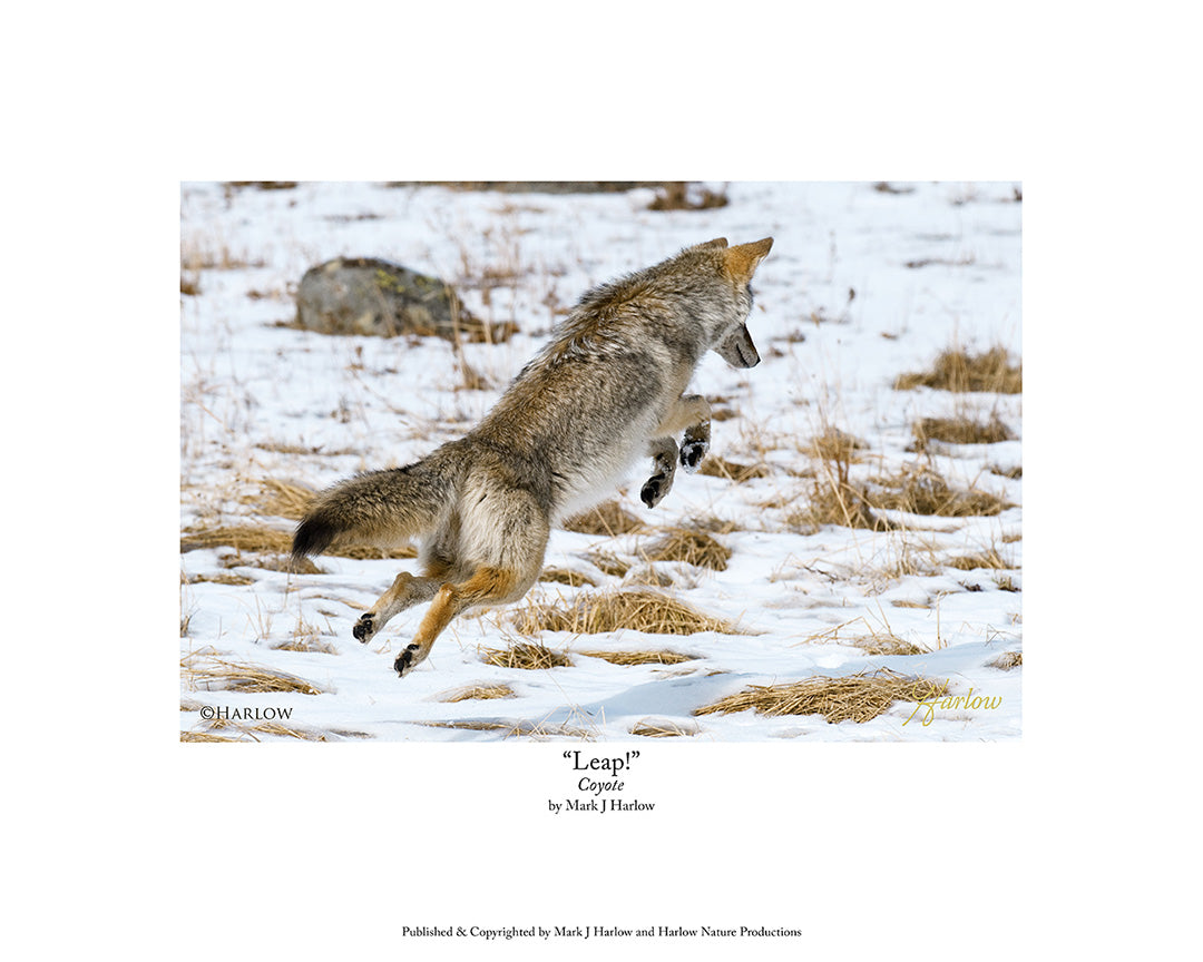 "Leap!" Jumping Coyote Picture Winter - Print