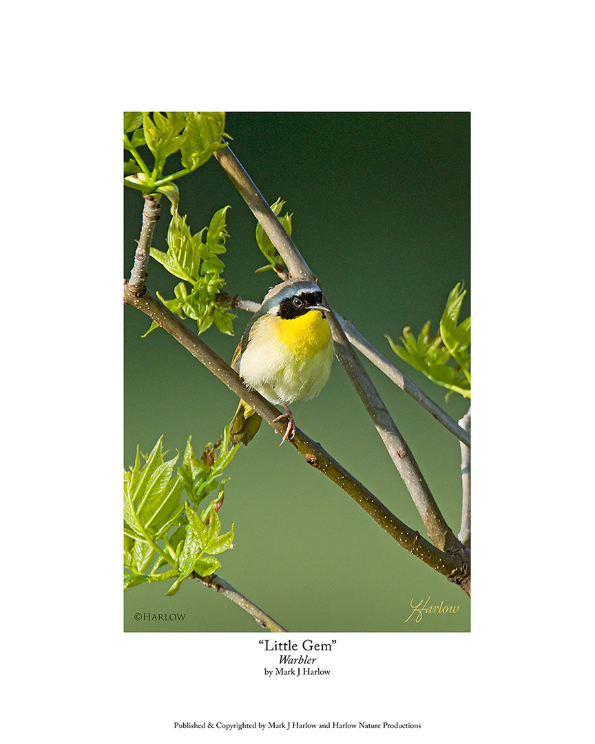 "Little Gem" Wild Warbler Picture - Print