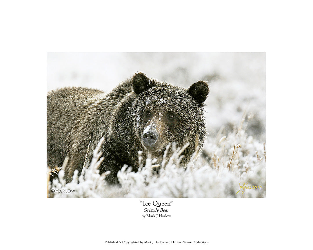 "Ice Queen" Famous Grizzly Bear Picture - Print