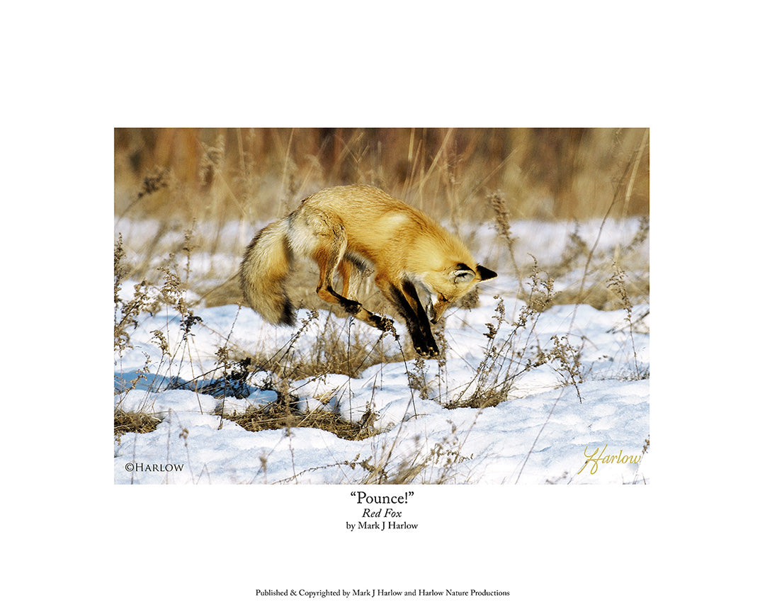 "Pounce!' Famous Jumping Red Fox Picture - Print