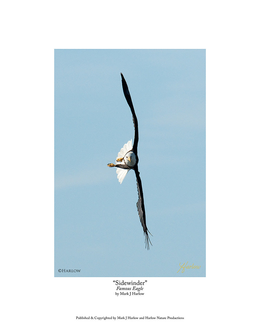 "Sidewinder" Famous Bald Eagle Picture - Print