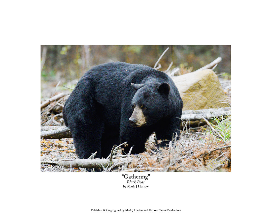 "Gathering" Giant Black Bear Picture - Print